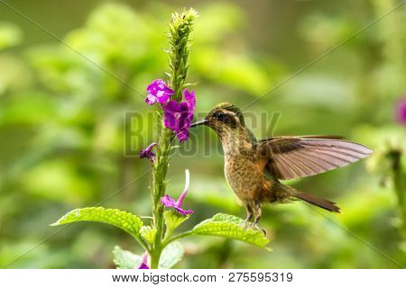 Speckled Hummingbird, Adelomyia Melanogenys Hovering Next To Violet Flower, Bird From Tropical Fores