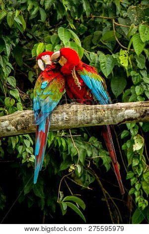Red Parrots Grooming Each Other On Branch, Green Vegetation In Background. Red And Green Macaw In Tr