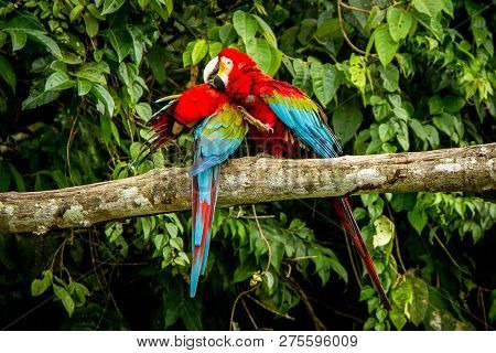 Red Parrots Grooming Each Other On Branch, Green Vegetation In Background. Red And Green Macaw In Tr