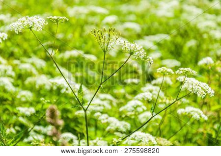 Macro Shot Of Blooming White Pimpinella Saxifraga Or Burnet-saxifrage Flower Plant