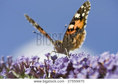 ผีเสื้อ Painted Lady (วาเนสซา cardui) บน Buddleia Davidii