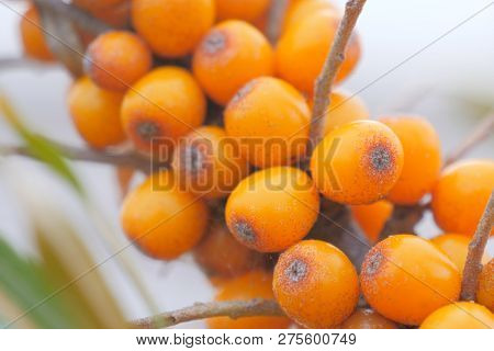 Beautiful Orange Sea Buckthorn On A Branch. Tasty Exoticfruits. Close Up