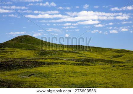 Rolling Green Hills At Custer State Park In South Dakota