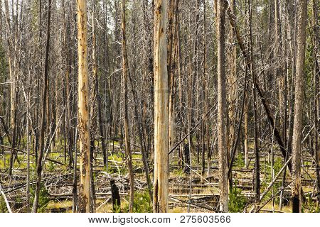 Burn Area In Yellowstone National Park, Wyoming