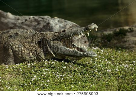 American Crocodile Crocodylus Acutus Suns Itself With Its Large Teeth