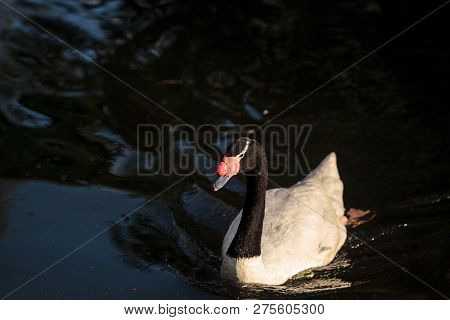 Black-necked Swan Cygnus Melancoryphus Swims In A Pond In South America.
