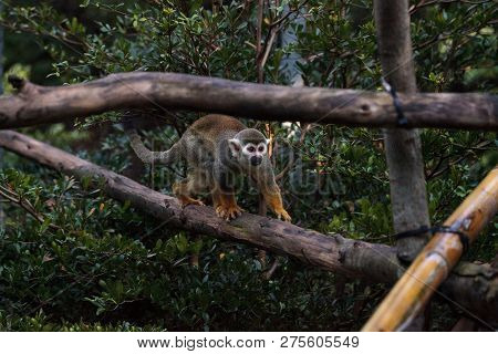 Common Squirrel Monkey Saimiri Sciureus