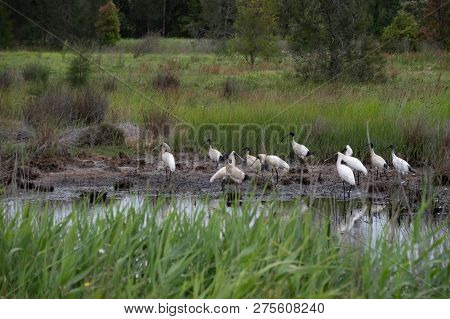 A Spoon Bill Family Got Home  In The  Hexham Wetlands