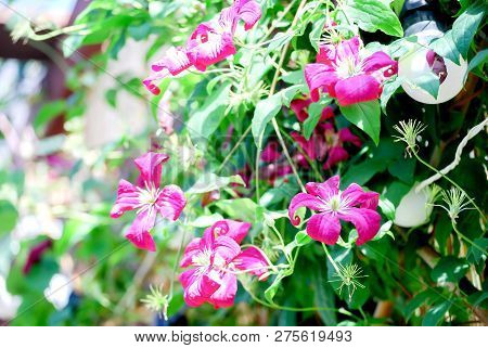 Beautiful Small Climatis  Climbing In Fend Under Transparent Roof With Green Leaves Blur Background.