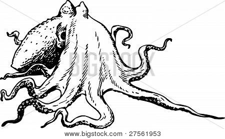 Ostopus