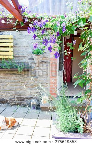 Beautiful Small Climatis  Climbing In Fend Under Transparent Roof With Green Leaves Blur Background.