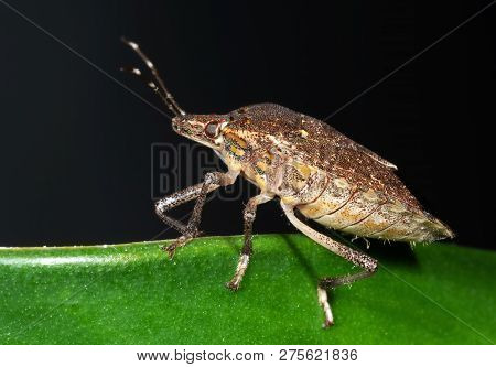 Macro Photography Of Shield Bug On The Edge Of The Leaf