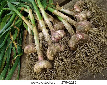 csomó fokhagyma izzók
