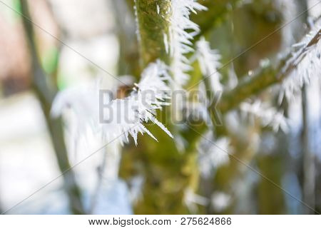 Beatiful Hoarfrost White Ice Crystals, Twi Cover On Branch Of Tree  And Grass In Early Morning, Wint