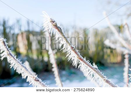 Beatiful Hoarfrost White Ice Crystals, Twi Cover On Branch Of Tree  And Grass In Early Morning, Wint