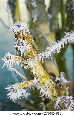 Beatiful Hoarfrost White Ice Crystals, Twi Cover On Branch Of Tree  And Grass In Early Morning, Wint