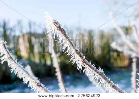 Beatiful Hoarfrost White Ice Crystals, Twi Cover On Branch Of Tree  And Grass In Early Morning, Wint