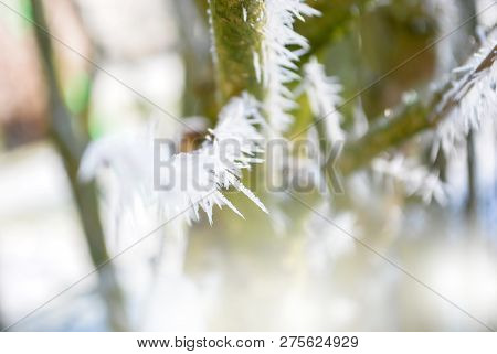 Beatiful Hoarfrost White Ice Crystals, Twi Cover On Branch Of Tree  And Grass In Early Morning, Wint
