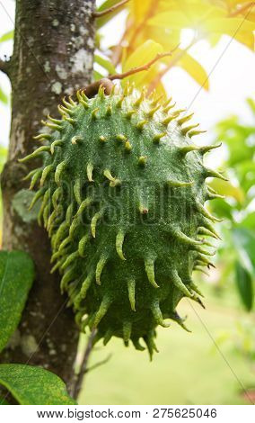 Soursop Or Prickly Custard Apple / Soursop Fruit On The Tree Plant For Treatment Of Carcinoma