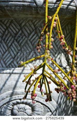 The Asian Close Up Blooming Mistletoe Cactus Rhipsalis