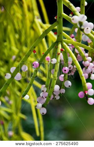 The Asian Close Up Blooming Mistletoe Cactus Rhipsalis