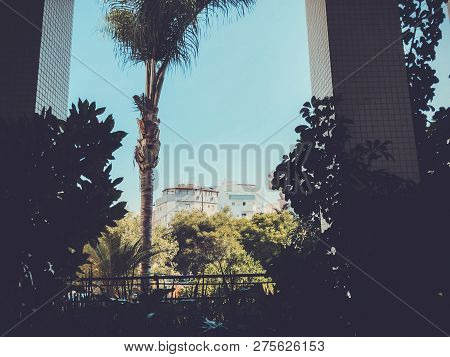 Residential Buildings And Surrounded With Green Plants In  Rishon Le Zion.