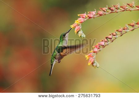 Female Of Band-tailed Barbthroat, Threnetes Ruckeri, Hovering Next To Red Flower In Garden, Bird Fro