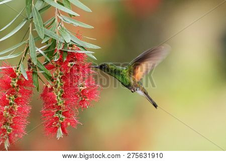 Male Of Band-tailed Barbthroat, Threnetes Ruckeri, Hovering Next To Red Flower In Garden, Bird From 