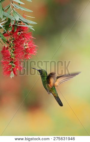 Male Of Band-tailed Barbthroat, Threnetes Ruckeri, Hovering Next To Red Flower In Garden, Bird From 