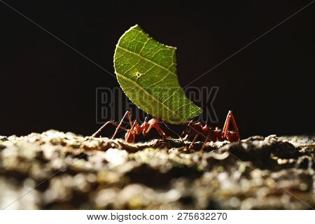 Leaf-cutter Ants - Atta Cephalotes Carrying Green Leaves In Tropical Rain Forest, Costa Rica, Black 
