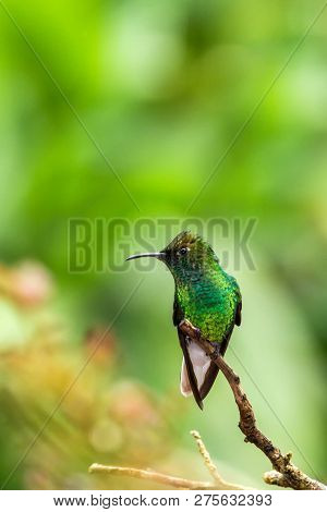 Coppery-headed Emerald Sitting On Branch, Bird From Mountain Tropical Forest, Costa Rica, Bird Perch