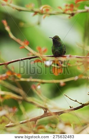 Coppery-headed Emerald Sitting On Branch, Bird From Mountain Tropical Forest, Costa Rica, Bird Perch