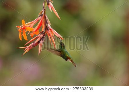 Coppery-headed Emerald, Elvira Cupreiceps, Hovering Next To Orange Flower, Bird From Mountain Tropic