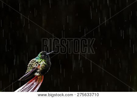 Black-bellied Hummingbird, Eupherusa Nigriventris From Costa Rica, Watterfalls Garden La Paz, Hummin
