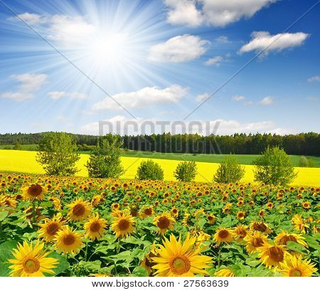 Letní slunce nad polem slunečnice