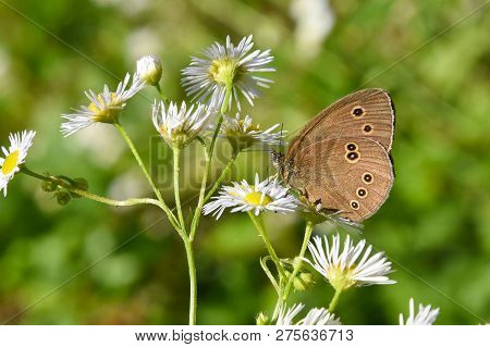 Common Ringlet Butterfly (aphantopus Hyperantus) On Chamomile Flower. Big Dotted Butterfly On Wildfl