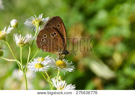 Common Ringlet Butterfly (aphantopus Hyperantus) On Chamomile Flower. Big Dotted Butterfly On Wildfl