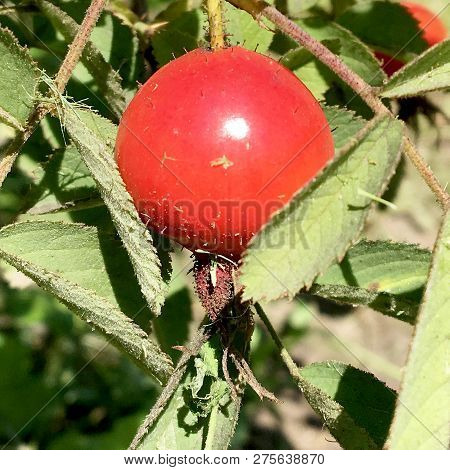 Sweet Red Berry Briar Growing On Bush With Leaves Green, Natural Plant Product Hanging On Branch. Br