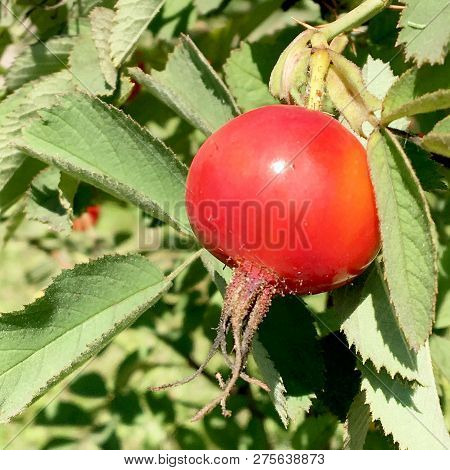 Sweet Red Berry Briar Growing On Bush With Leaves Green, Natural Plant Product Hanging On Branch. Br