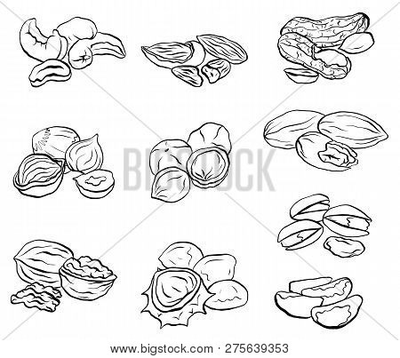 Set Of Contour Drawings Of Various Types Of Nuts. Objects Separate From The Background. Vector Eleme