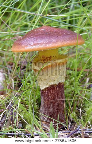 Slippery Jack Mushroom - Suillus Luteus 
Caledonian Pine Forest