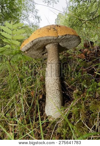 Orange Birch Bolete - Leccinum Versipelle 
Mycorrhizal Fungus Of Birch Woodlands