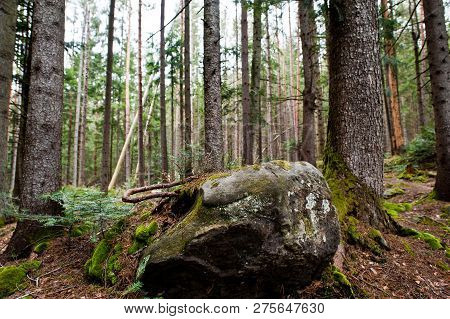 Large Stones Of Rocks At Wet Forest In Carpathian Mountains.
