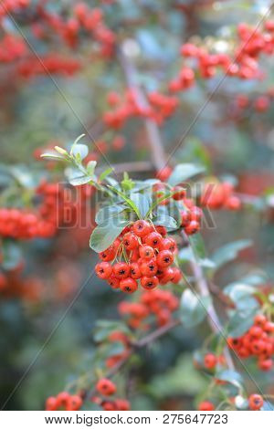 Narrowleaf Firethorn - Latin Name - Pyracantha Angustifolia