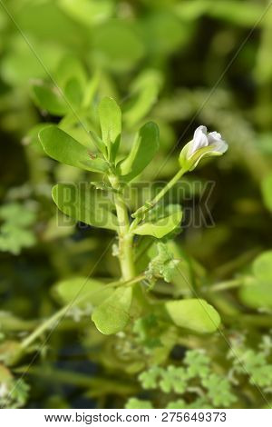 Water Hyssop Flower - Latin Name - Bacopa Monnieri