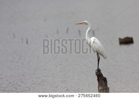 A Stately White Erget Balances Itself On A Stump That Protudes From A Calm Lake.