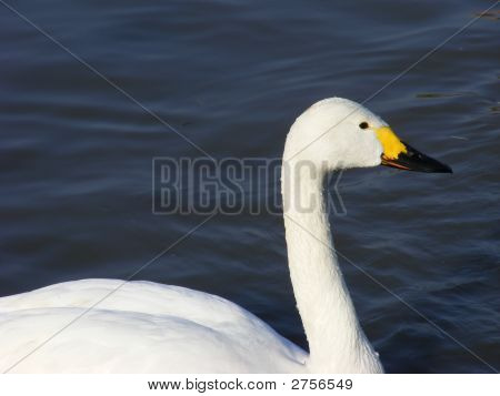 Bewick'S Swan