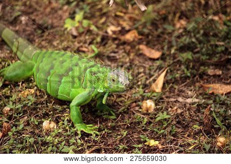 Juvenile Green Iguana Scientifically Known As Iguana Iguana