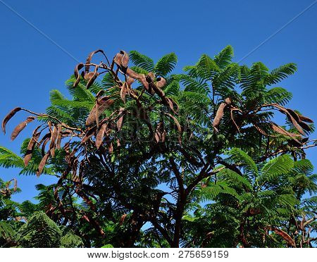Branches Of Flamboyan Tree With Ripe Fruits And Intense Blue Sky Background