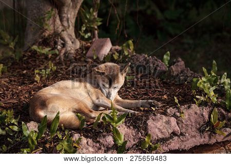 Old Elderly New Guinea Singing Dog Canis Lupus Dingo